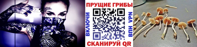 наркота  Сясьстрой  Галлюциногенные грибы мицелий 